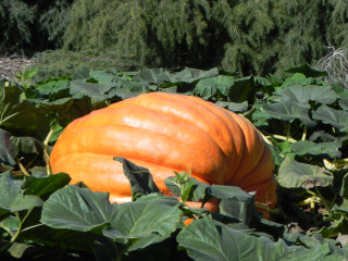 Nipomo Pumpkin Patch Field Picture